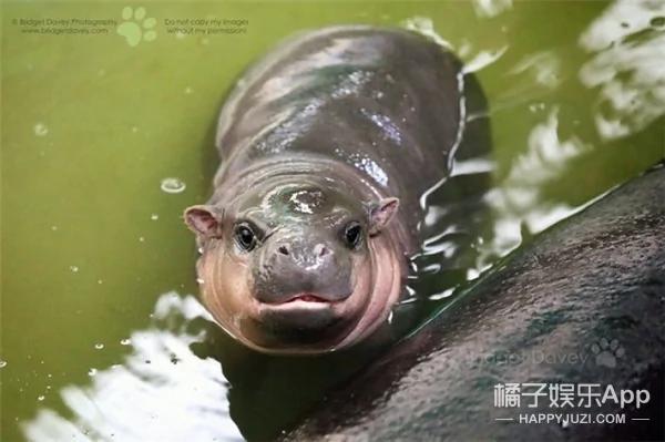 河马宝宝到底有多萌?你们来感受下