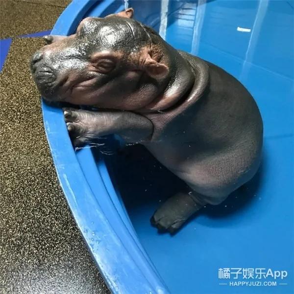 河马宝宝到底有多萌?你们来感受下