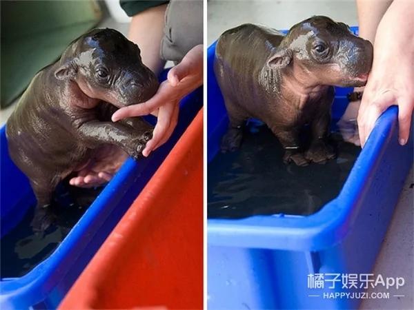 河马宝宝到底有多萌?你们来感受下