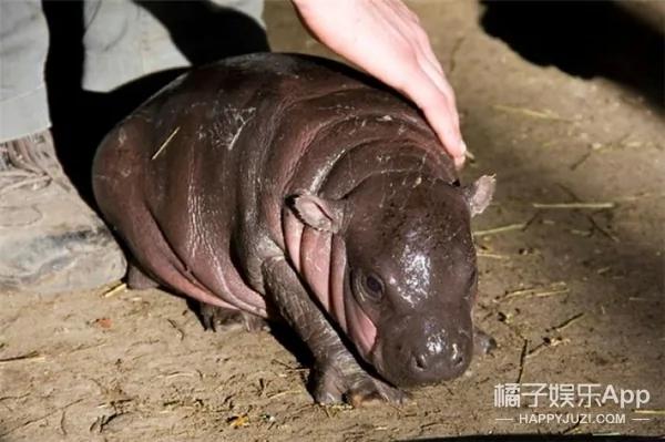 河马宝宝到底有多萌?你们来感受下