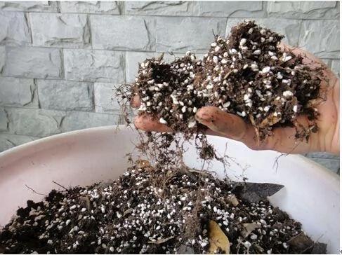 她自制的花卉植物营养土 种啥啥活 扦插生根快 花期长