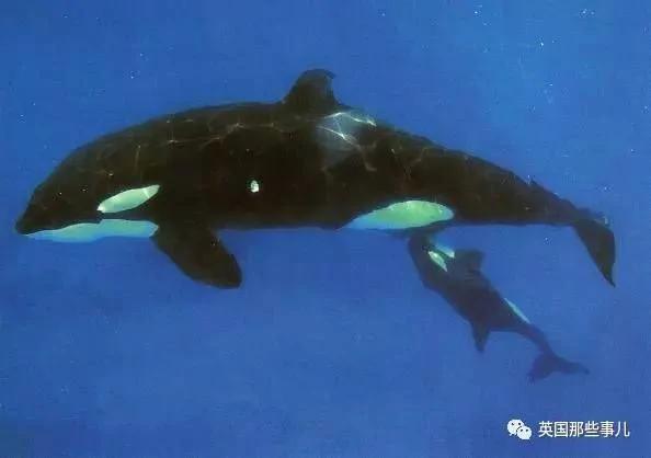 一条悲伤的虎鲸妈妈 这次终于让法国人觉醒了
