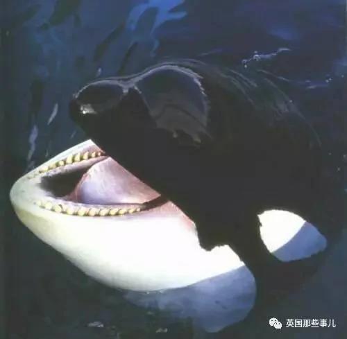 一条悲伤的虎鲸妈妈 这次终于让法国人觉醒了