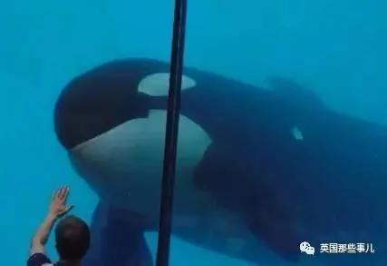 一条悲伤的虎鲸妈妈 这次终于让法国人觉醒了