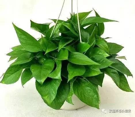 绿萝吊兰加点料 轻轻松松爬上房!