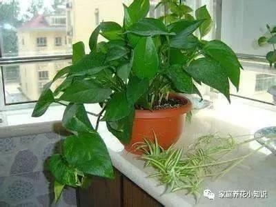 绿萝吊兰加点料 轻轻松松爬上房!
