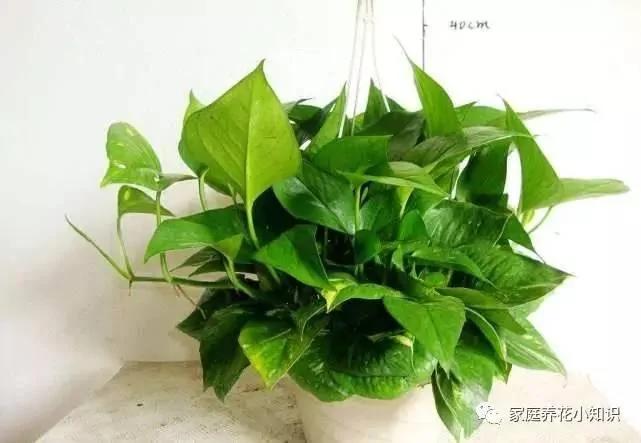 绿萝吊兰加点料 轻轻松松爬上房!