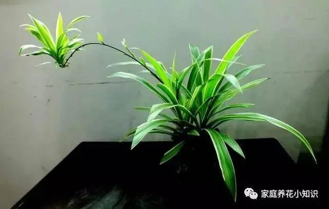 绿萝吊兰加点料 轻轻松松爬上房!
