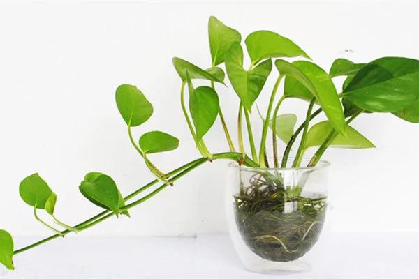 想把绿萝养成瀑布?隔壁老王两个月就做到了!