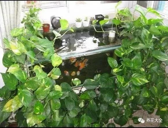 想把绿萝养成瀑布?隔壁老王两个月就做到了!