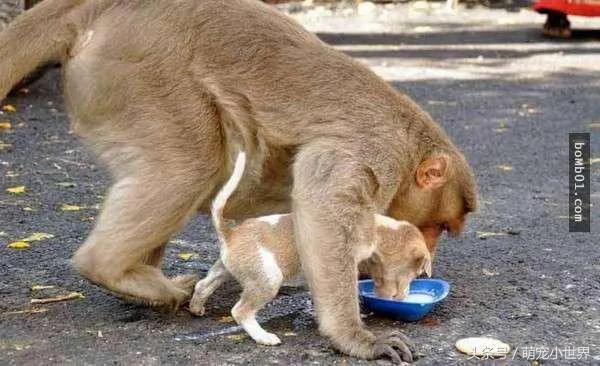 猕猴妈妈看到小流浪狗被欺负赶走恶犬!接着它对狗狗做了“这件事”!看了好暖心!