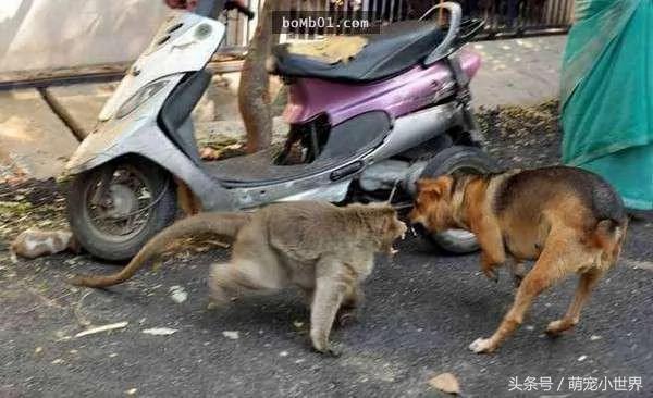 猕猴妈妈看到小流浪狗被欺负赶走恶犬!接着它对狗狗做了“这件事”!看了好暖心!