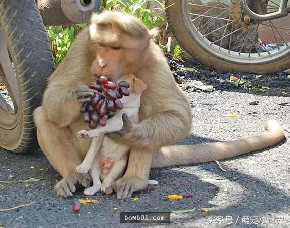 猕猴妈妈看到小流浪狗被欺负赶走恶犬!接着它对狗狗做了“这件事”!看了好暖心!