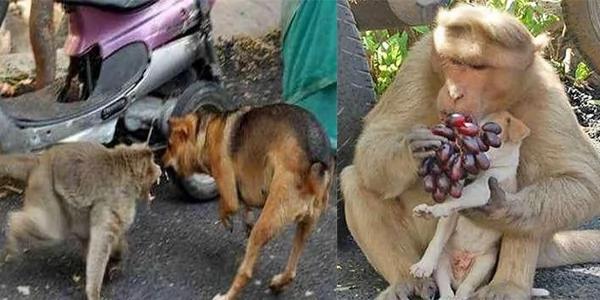 猕猴妈妈看到小流浪狗被欺负赶走恶犬!接着它对狗狗做了“这件事”!看了好暖心!