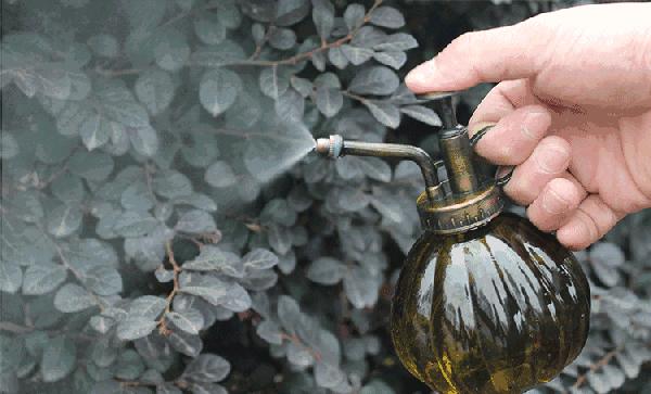 她把这个丢进花盆 植物不发黄不干枯多养好几年