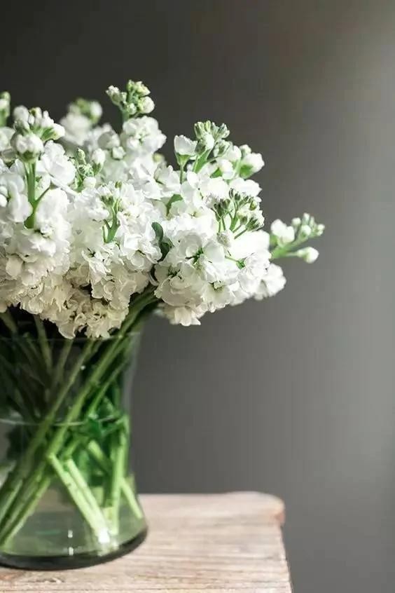 她把这个丢进花盆 植物不发黄不干枯多养好几年