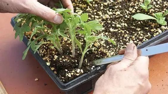 她把这个丢进花盆 植物不发黄不干枯多养好几年