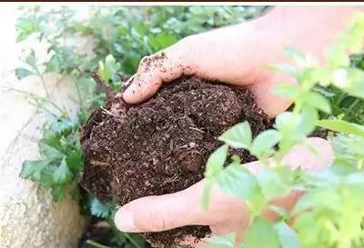 她把这个丢进花盆 植物不发黄不干枯多养好几年
