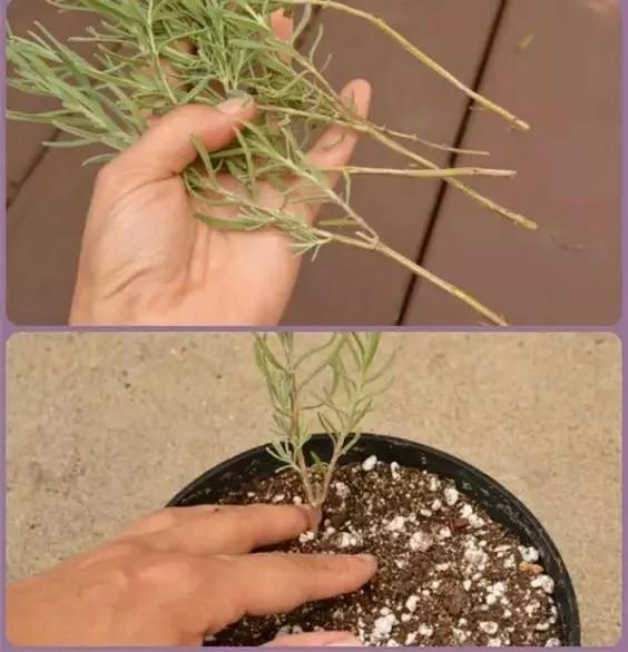 她把这个丢进花盆 植物不发黄不干枯多养好几年