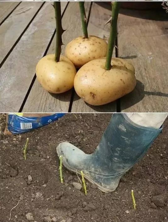 她把这个丢进花盆 植物不发黄不干枯多养好几年