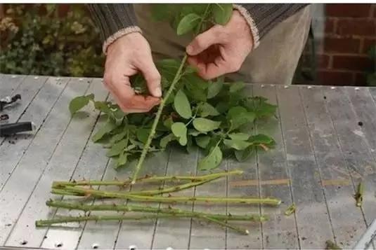 她把这个丢进花盆 植物不发黄不干枯多养好几年