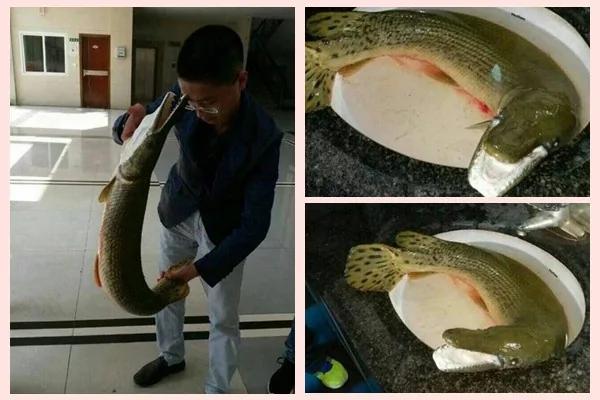 “水中杀手”惊现重庆高校 白喉巨口有巨毒