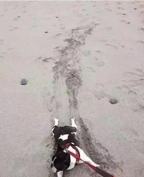 出来玩就不肯回家是吧?狗子你还是太天真了…