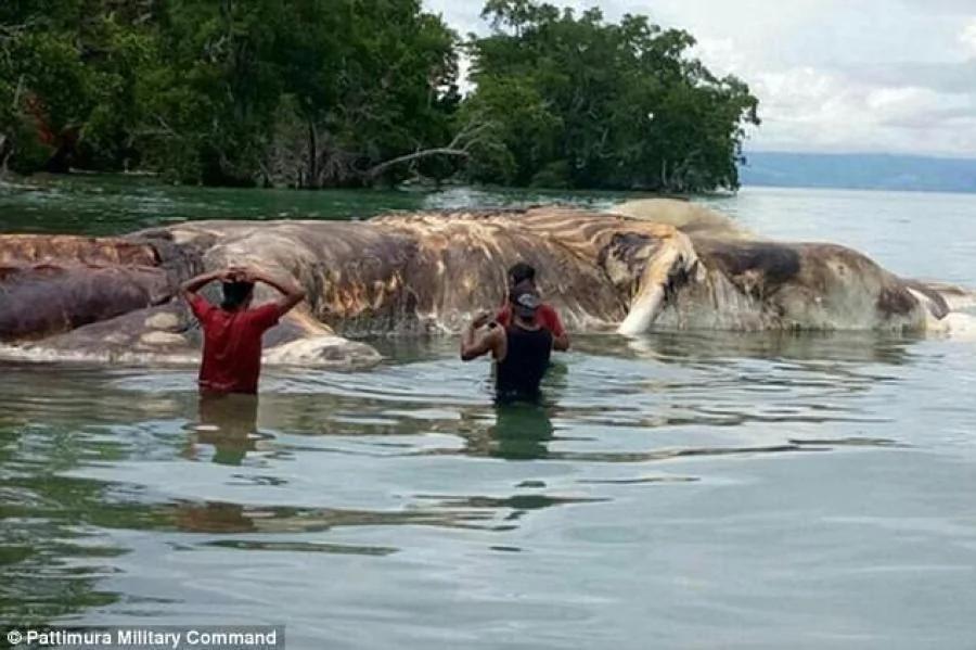 恐怖!印尼海滩现15米长神秘海洋生物