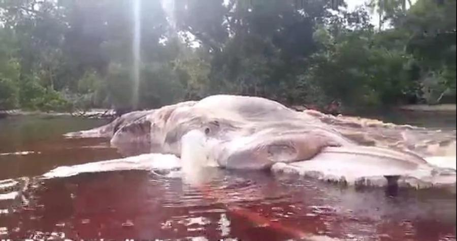 恐怖!印尼海滩现15米长神秘海洋生物