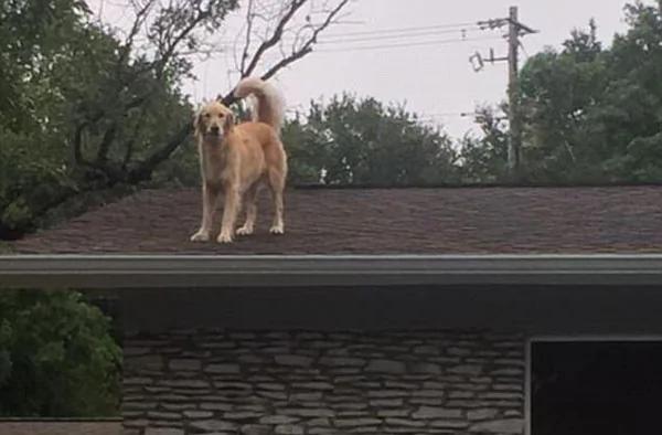 萌!美金毛犬爱跳上屋顶向路人打招呼