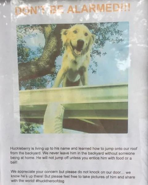 萌!美金毛犬爱跳上屋顶向路人打招呼