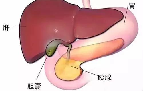 调节经期 养颜美容 还能排毒瘦身 全靠“肝胆推敲法” 睡前做效果更好
