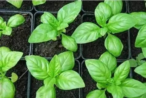 这些植物养在家里 蚊虫不见了!你还不养上一盆?