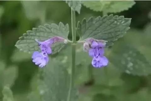 这些植物养在家里 蚊虫不见了!你还不养上一盆?