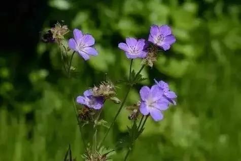 这些植物养在家里 蚊虫不见了!你还不养上一盆?