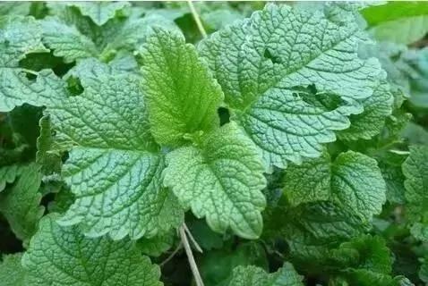这些植物养在家里 蚊虫不见了!你还不养上一盆?