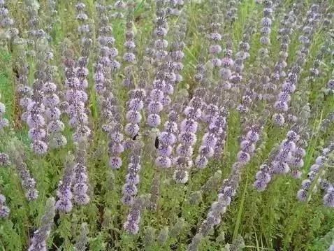 这些植物养在家里 蚊虫不见了!你还不养上一盆?