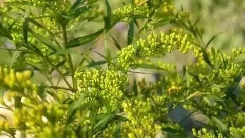 这些植物养在家里 蚊虫不见了!你还不养上一盆?