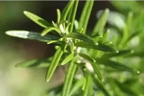 这些植物养在家里 蚊虫不见了!你还不养上一盆?
