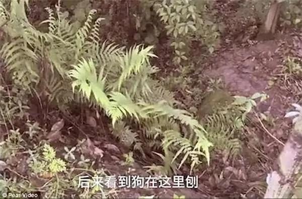 饲主目睹爱犬不断刨挖泥地 好奇一看下惊见洞窟内浮现人脸…