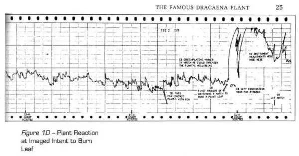 1966年2月2日，所記錄的龍舌蘭的突變折線