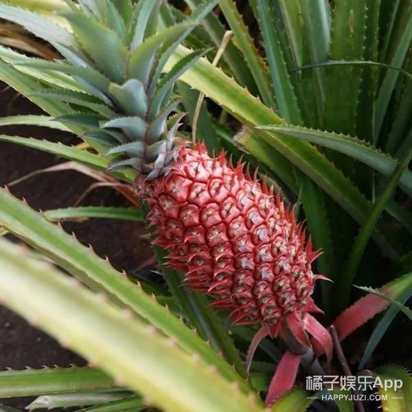 这款粉红菠萝就要上市了 感觉被萌到了