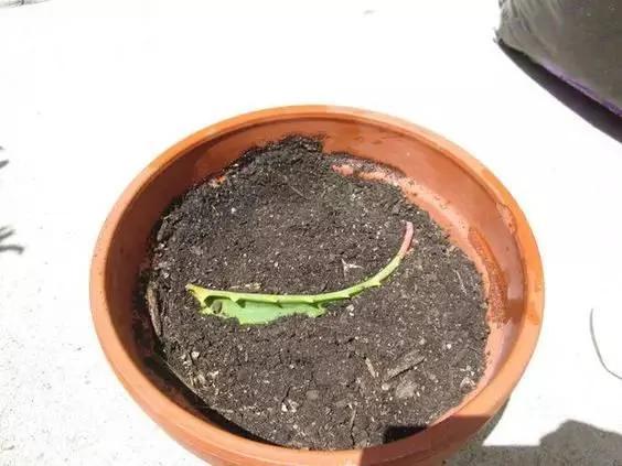这些花千万不要买 扯几片叶子就能种出一片花园