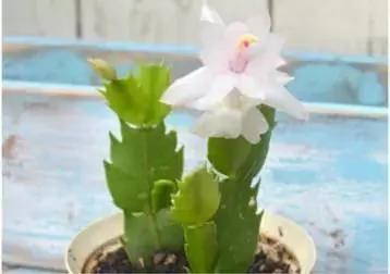 这些花千万不要买 扯几片叶子就能种出一片花园