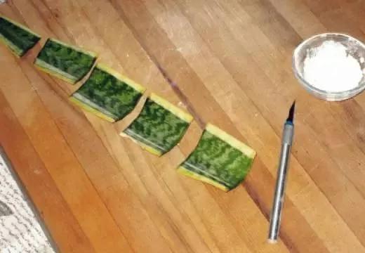 这些花千万不要买 扯几片叶子就能种出一片花园