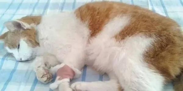 猫主子在什么情况下会被吓死?答案居然是这个!太令人意外了!