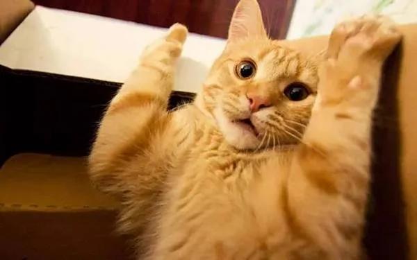 猫主子在什么情况下会被吓死?答案居然是这个!太令人意外了!