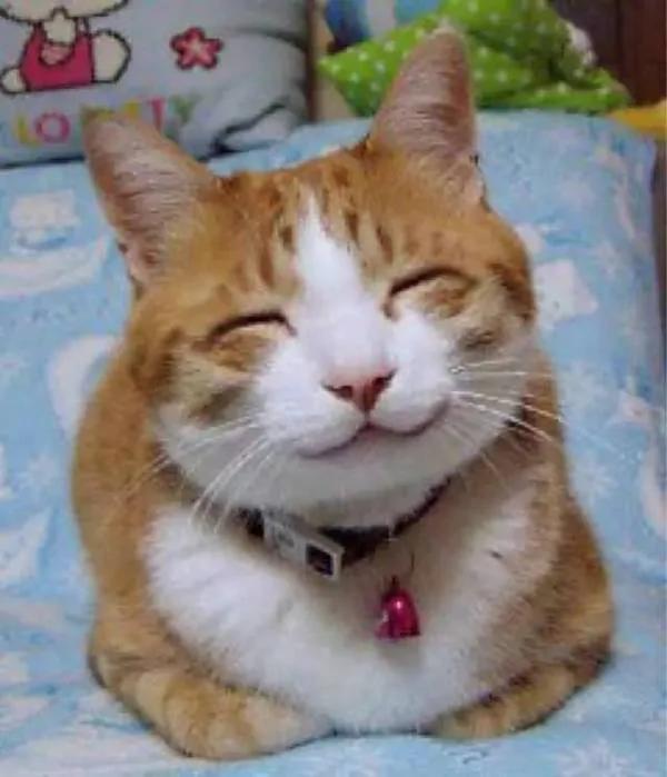 猫主子在什么情况下会被吓死?答案居然是这个!太令人意外了!