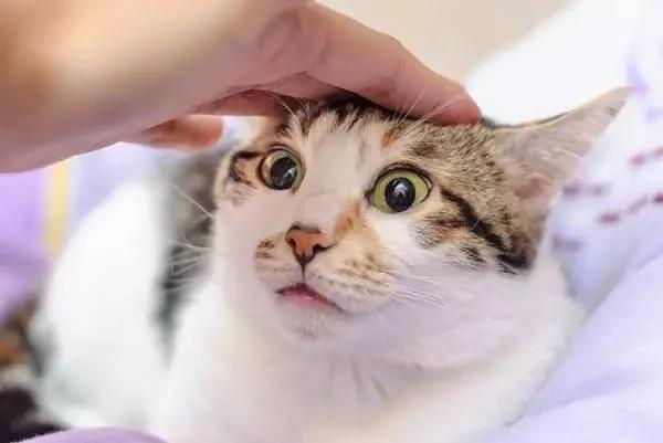 猫主子在什么情况下会被吓死?答案居然是这个!太令人意外了!