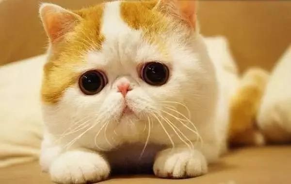 猫主子在什么情况下会被吓死?答案居然是这个!太令人意外了!
